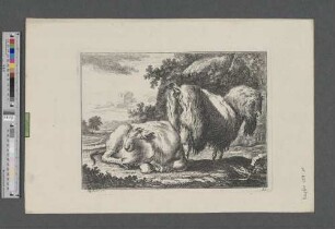 [Liegendes Schaf und rechts davon stehender Schafbock in baumbestandener Hügellandschaft