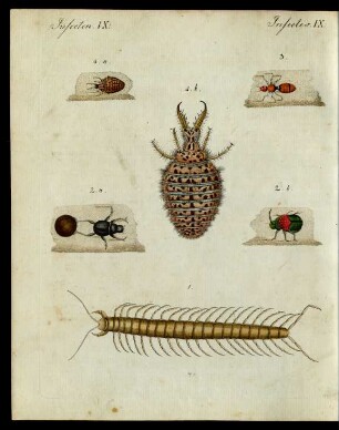 Sonderbare Insecten.