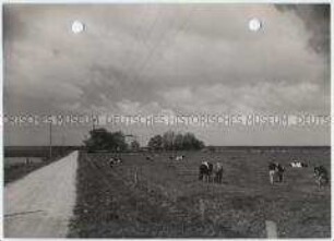 Sievensburger Koog, Marsch in Schleswig-Holstein
