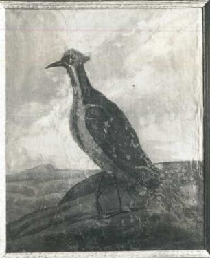 Specht (Picus)