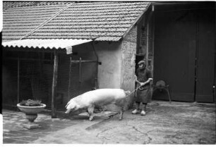 Schwein und Hausschlachter