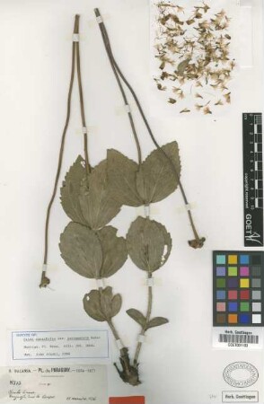 Calea cuneifolia DC. var. paraguensis Baker[isotype]