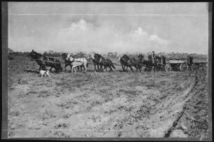 Oxnard. Hauling Beets to Oxnard Sugar Factory