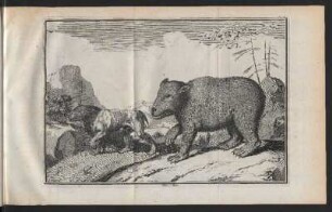 Ours. III Baer