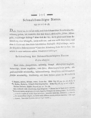 Schmahlbauchigte Natter