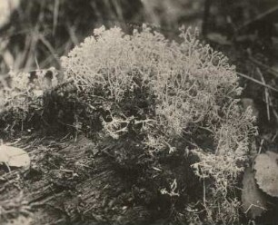Flechte : Flechte (Cladonia spec.). Originalaufnahme von 1918