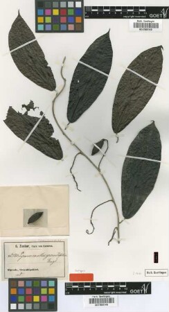 Pyrenacantha grandifolia Engl. [isotype]