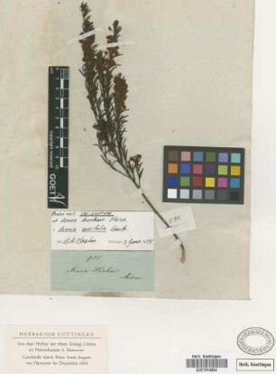 Acacia hookeri Meissner