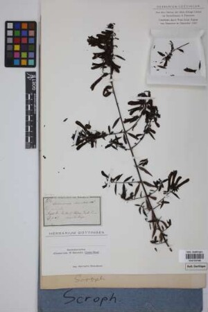 Lamourouxia lanceolata Benth.