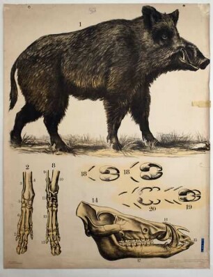 Das Wildschwein (Sus scrofa)