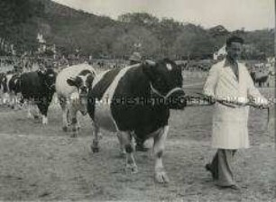 Preisgekrönter Holstein-Bulle bei Parade nach seinem Sieg bei der West Province Agricultural Show in Kapstadt (Südafrika)