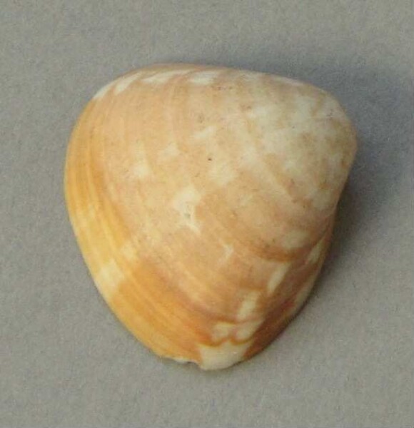 Shell as a pendant