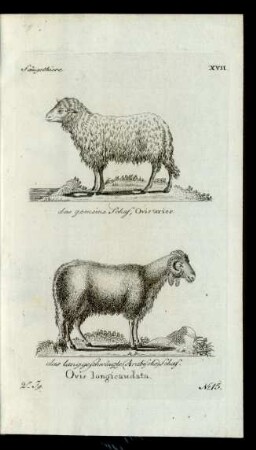 No 15. das gemeine Schaf, Ovis aries. das langgeschwänzte (Arabische) Schaf. Ovis longicaudata.
