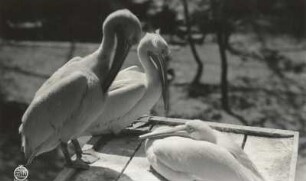 Dresden. Zoologischer Garten. Rosapelikane (Pelecanus onocrotalus)