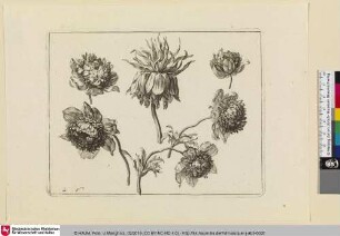 [Darstellungen zweier Blumen]