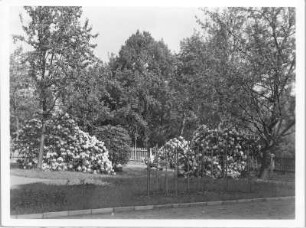 Dresden-Plauen, Bernhardstraße 100. Garten