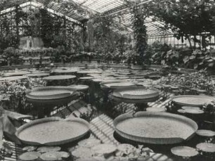 Riesenseerose : Riesenseerose (Viktoria regia LINDL.) im Warmhaus eines Botanischen Gartens