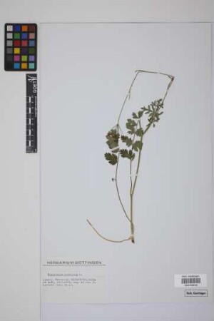 Pimpinella saxifraga L.