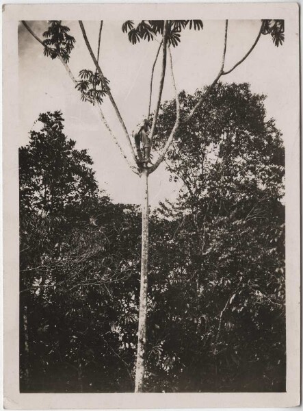 Urwald (Film: "Urwelt im Urwald")