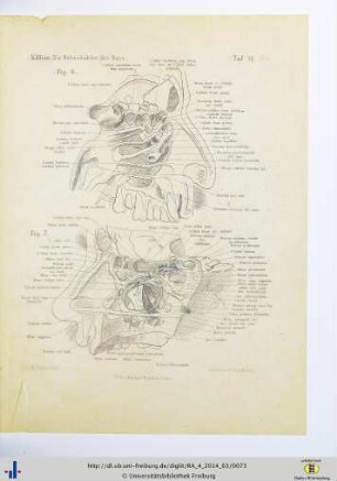 Fig. 6 und 7. Taf. VI.