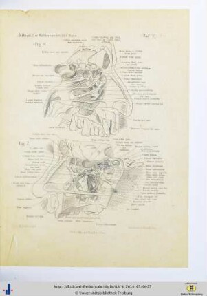 Fig. 6 und 7. Taf. VI.