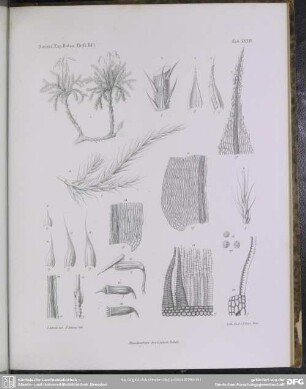 Tab. XXXIV