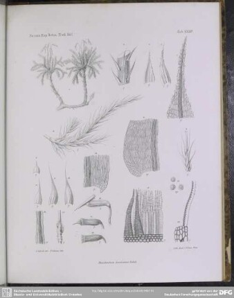 Tab. XXXIV