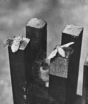 Seidenraupenzucht. Seidenspinner, auch Maulbeerspinner (Bombyx mori) genannt, auf Hölzern. Seitlich ein Seidenkokon