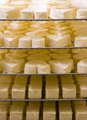 Frankreich. Haute Normandie. Seine Maritime. Nesle Hodeng. Ferme Gäc Brianchon. Käseproduzent von Neufchatel fermier AOC. Käseproduktion. Geformter Käse für die Reifekammer