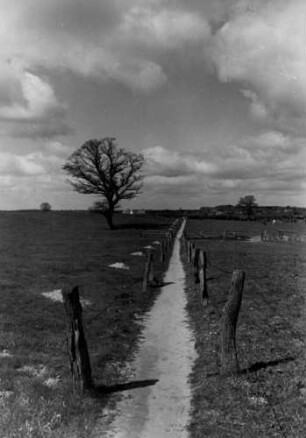 Ein Feldweg bei Hoisdorf. Rechts und links befinden sich Weiden