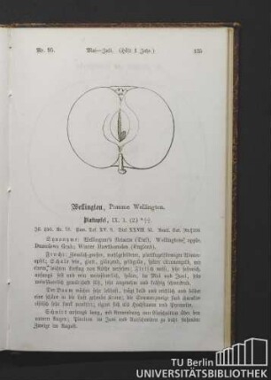 Nr. 95. Wellington, Pomme Wellington.