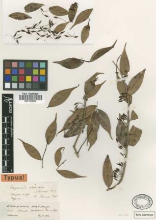Thibaudia acuminata Dunal