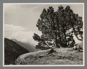 Bei Maloja