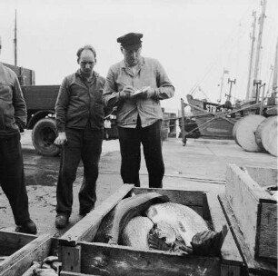 Fischereigenossenschaft Stralsund (FGS). Begutachtung des Fanges