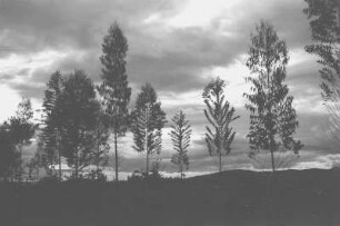 Bäume (Lateinamerika-Aufenthalte 1934/1942 - 2. Kolumbien 1934-1937)