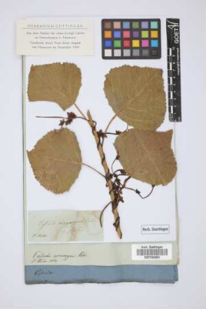 Cuscuta monogyna Vahl