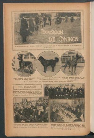 Exposición de caninos