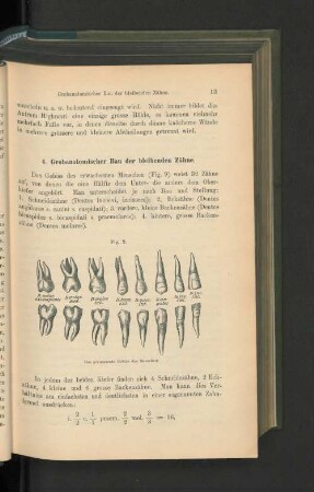 4. Grobanatomischer Bau der bleibenden Zähne.
