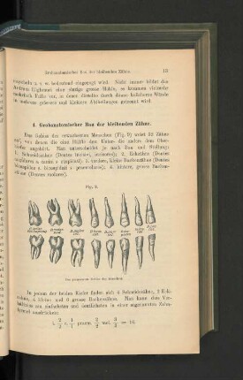 4. Grobanatomischer Bau der bleibenden Zähne.