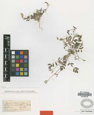 Astragalus gracilipes Benth. ex Bunge [type]