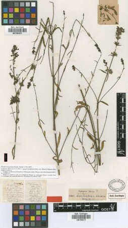 Stachys leucoglossa Griseb. [lectotype]