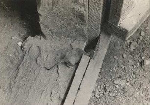 Hausmaus (Mus musculus L.), in eine Höhle einfahrend
