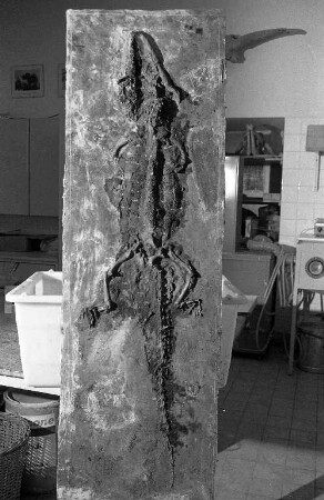 Museum am Friedrichsplatz (Landessammlungen für Naturkunde). Ausgrabung eines versteinerten Tertiär-Alligators in einer Ölschiefergrube in Messel bei Darmstadt