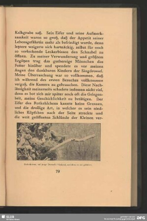 Rotkehlchen, auf junge Drosseln blickend, nachdem es sie gefüttert
