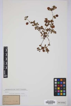 Medicago spec.
