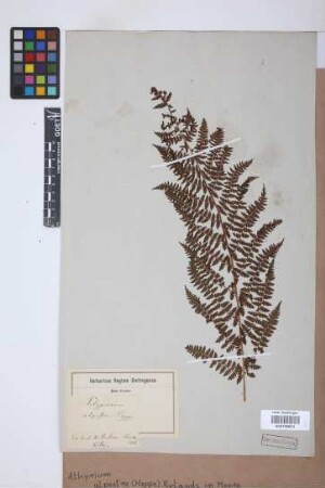 Athyrium alpestre (Hoppe) Rylands