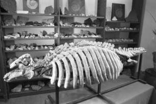 Karlsruher Mineralien- und Fossilienbörse im Foyer des Konzerthauses