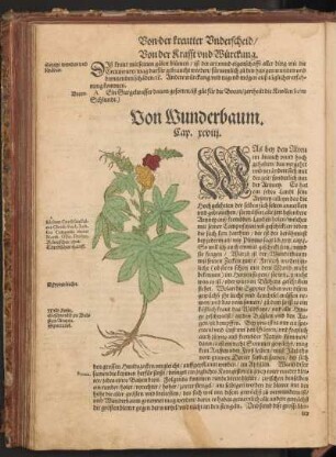 Von Wunderbaum, Cap. XCVIII