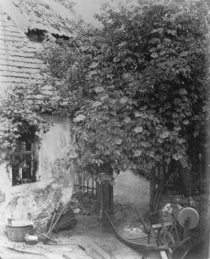 In Felsners Anwesen (Holunder bei Winzer Felsner) : In Felsners Anwesen (Holunder bei Winzer Felsner). Albuminpapier; 19,8 x 16 cm (um 1865; A. Kotzsch). Dresden: Stadtmuseum