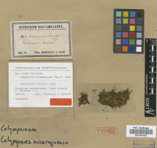 Calymperes carionis Müll.Hal. [type]